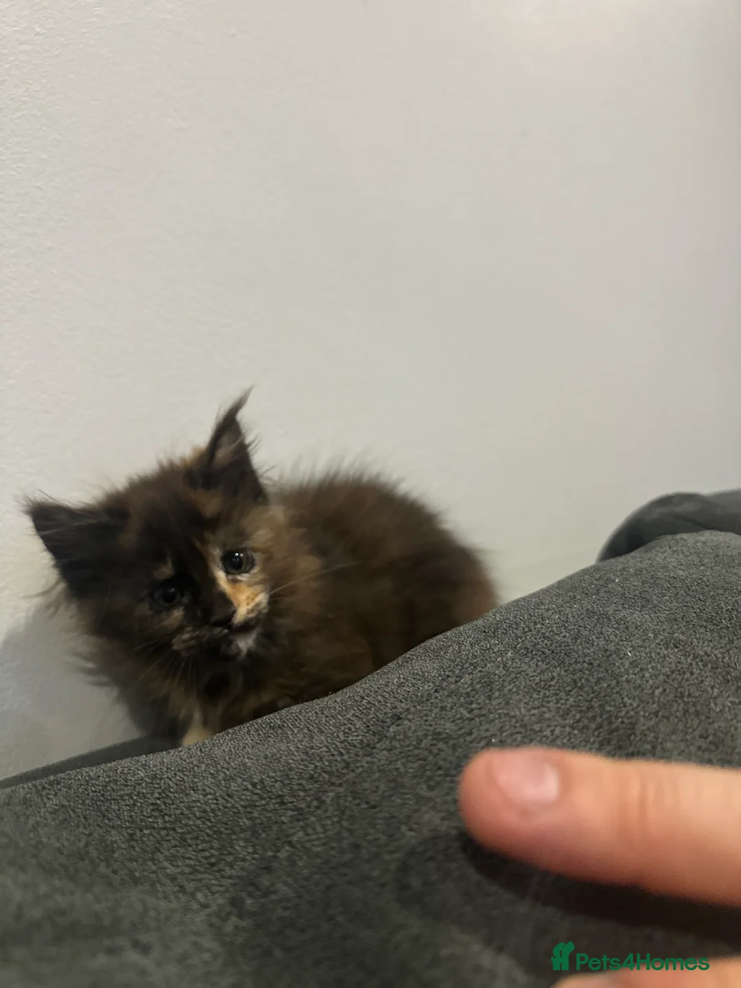 Maine Coon cats for sale: Kittens main coon in Nottingham - Advert 2