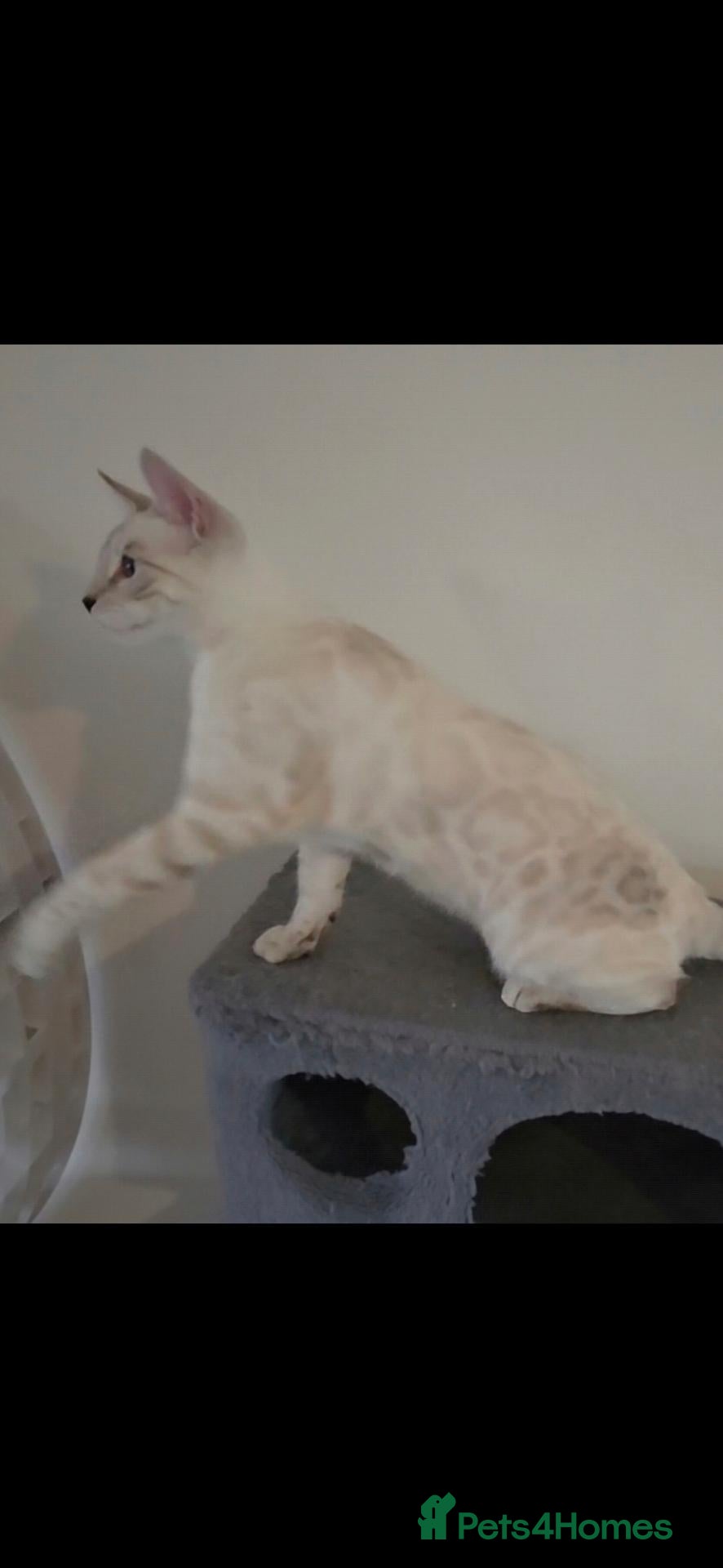 Bengal cats Outstanding Tica Show quality Snow Lynx bengal - Advert 1