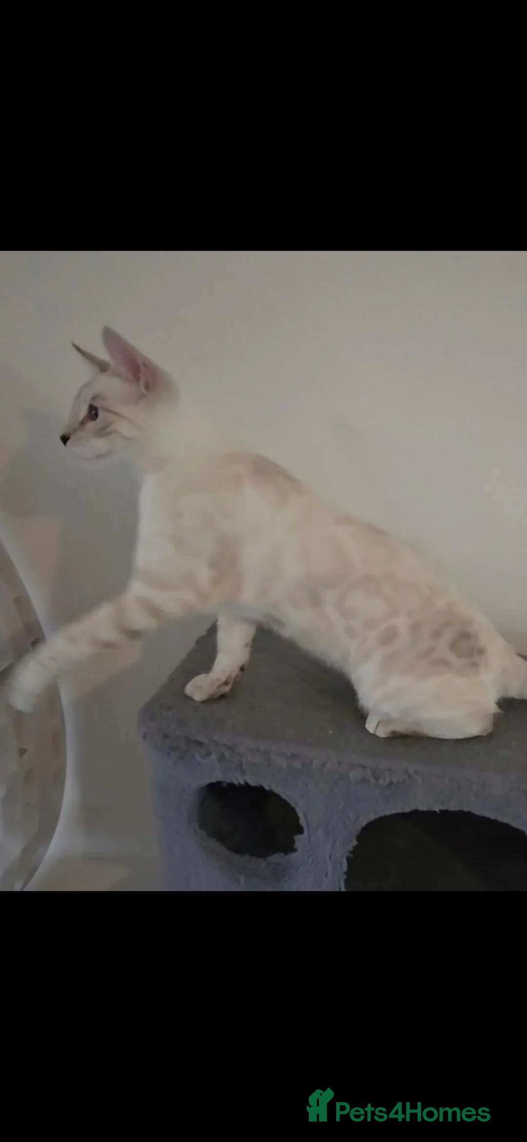 Bengal cats for sale: Outstanding Tica Show quality Snow Lynx bengal - Advert 1