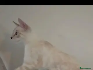 Bengal cats Outstanding Tica Show quality Snow Lynx bengal - Advert 1
