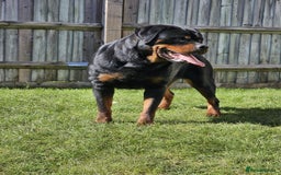 Rottweiler dogs for sale: Rottweiler  - Image 5
