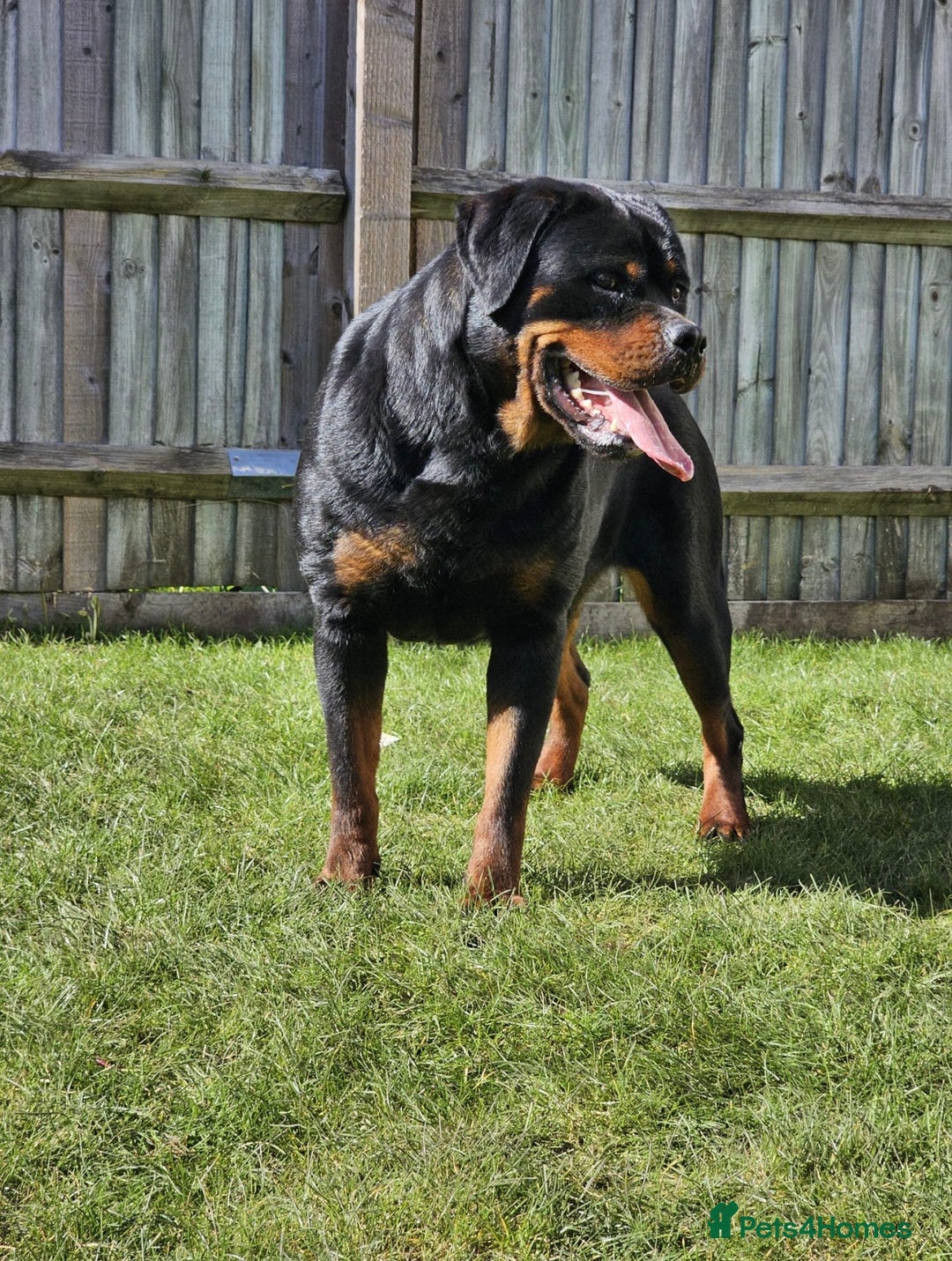 Rottweiler dogs for sale: Rottweiler  - Image 5