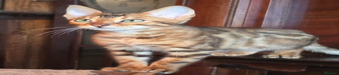 Bengal Kitten 4