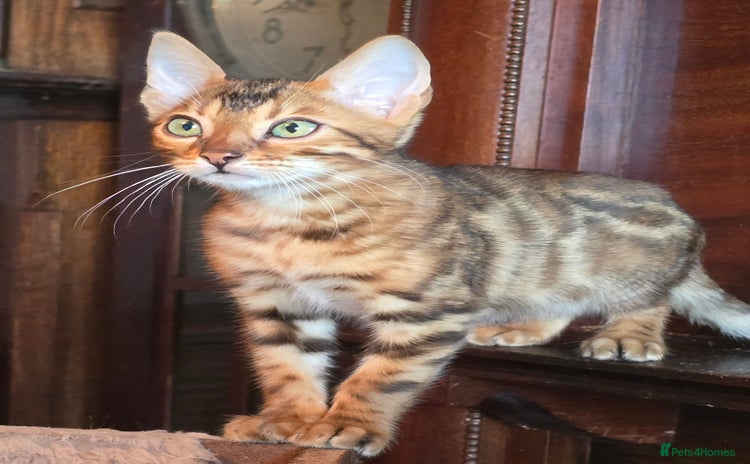 Bengal cats - Advert 2