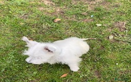 West Highland Terrier dogs for sale: Beautiful west highland terriers puppys - Image 27