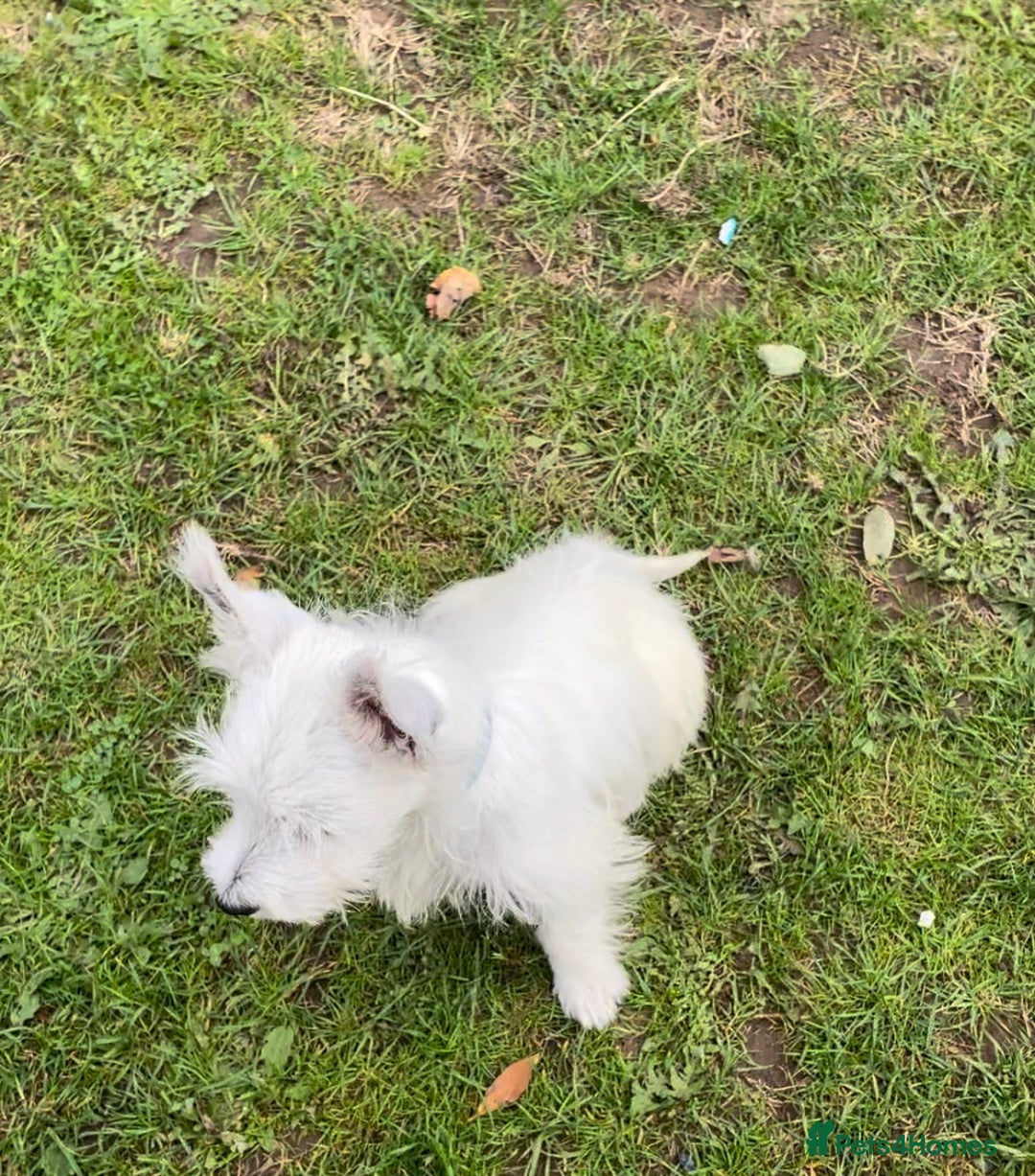 West Highland Terrier dogs for sale: Beautiful west highland terriers puppys - Image 27