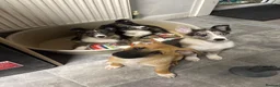 Mixed Breed dogs for sale: Malinios x Collie  - Advert 13