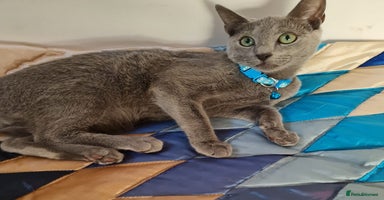 Russian Blue cats in Coventry - Advert 11