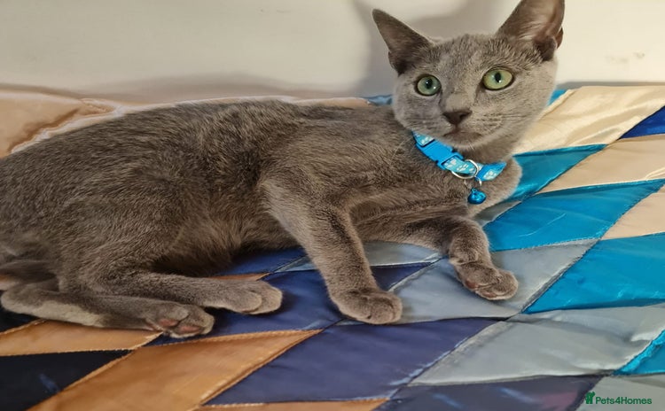 Russian Blue cats in Coventry - Advert 1