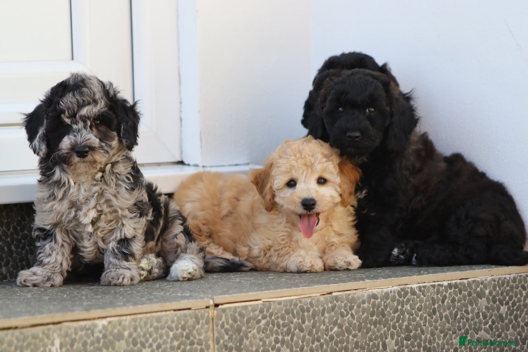 Poochon dogs for sale: F1 Poochon puppies For Sale  - Image 13