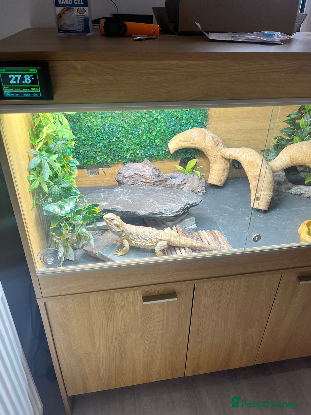 Bearded Dragon reptiles for sale: Bearded dragon and full set up  - Image 19