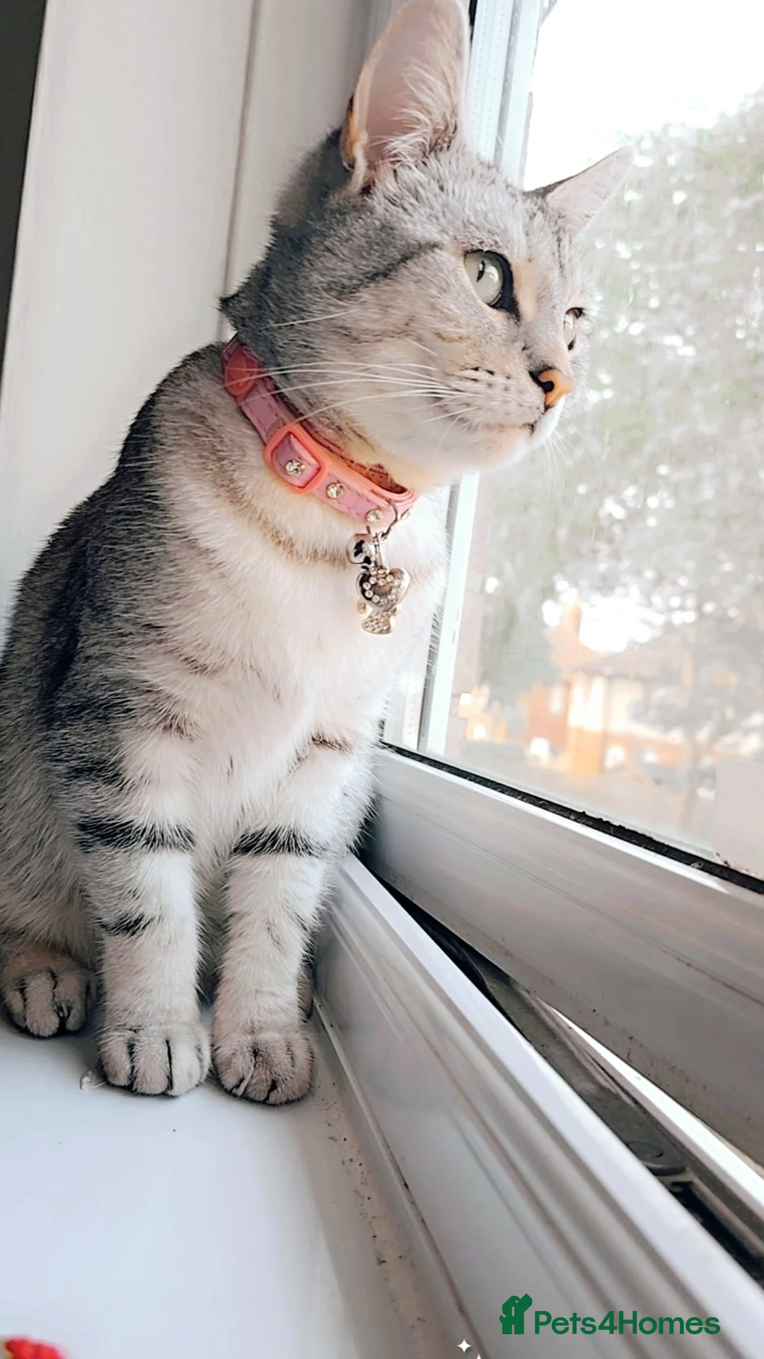 Mixed Breed cats for sale: Roxy and romeo - Advert 14