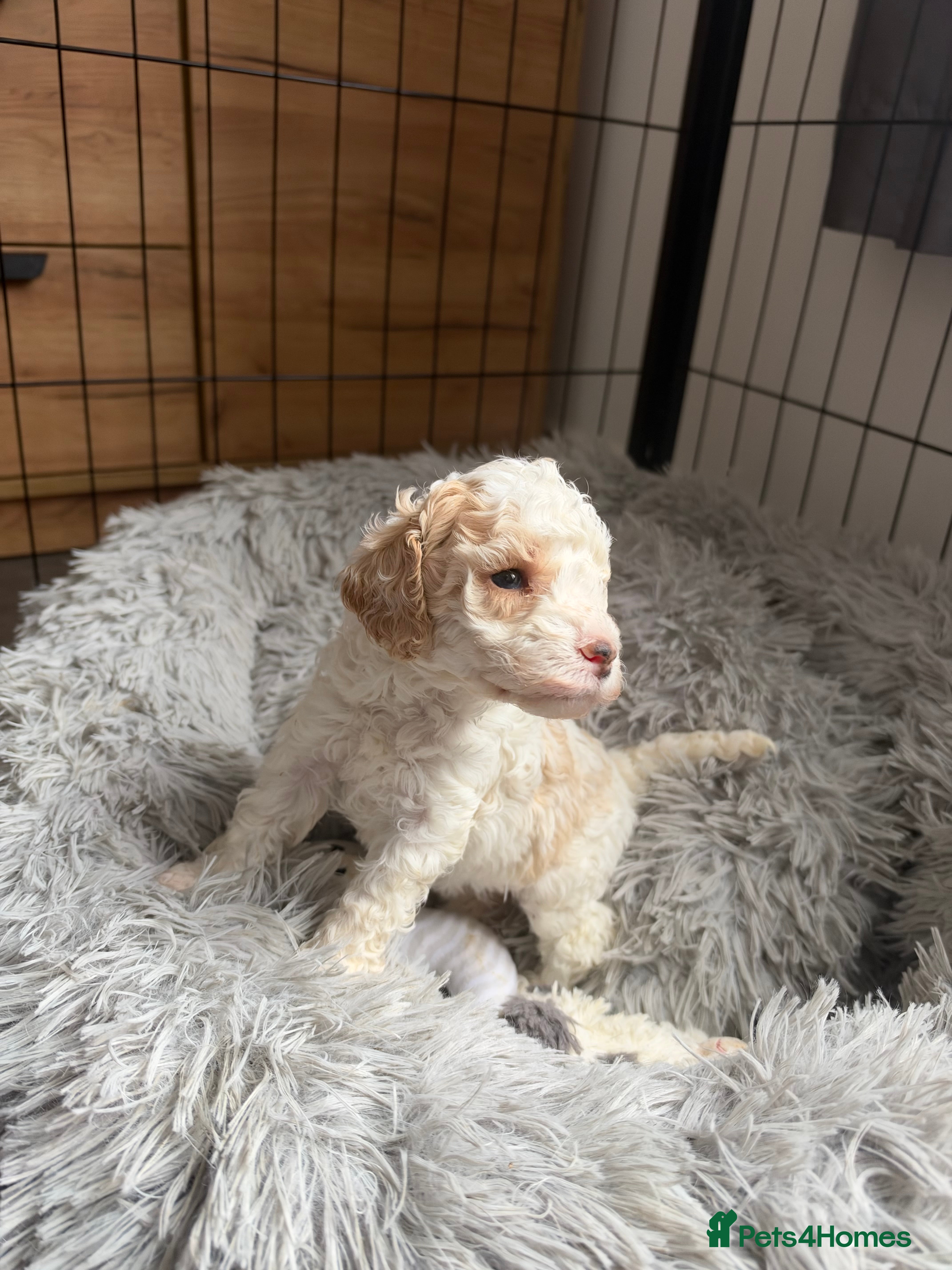 Cavapoo dogs Stunning cavapoo puppies  - Advert 2