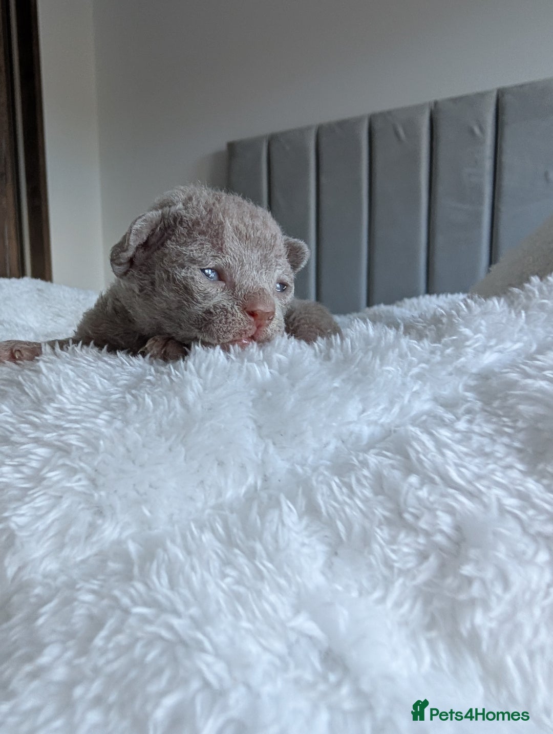 Devon Rex cats for sale: Beautiful Lilac boy available ♥️ - Advert 13