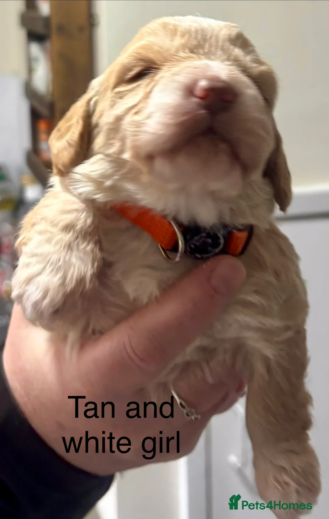 Cockapoo dogs for sale: Cockerpoo puppies  - Advert 6