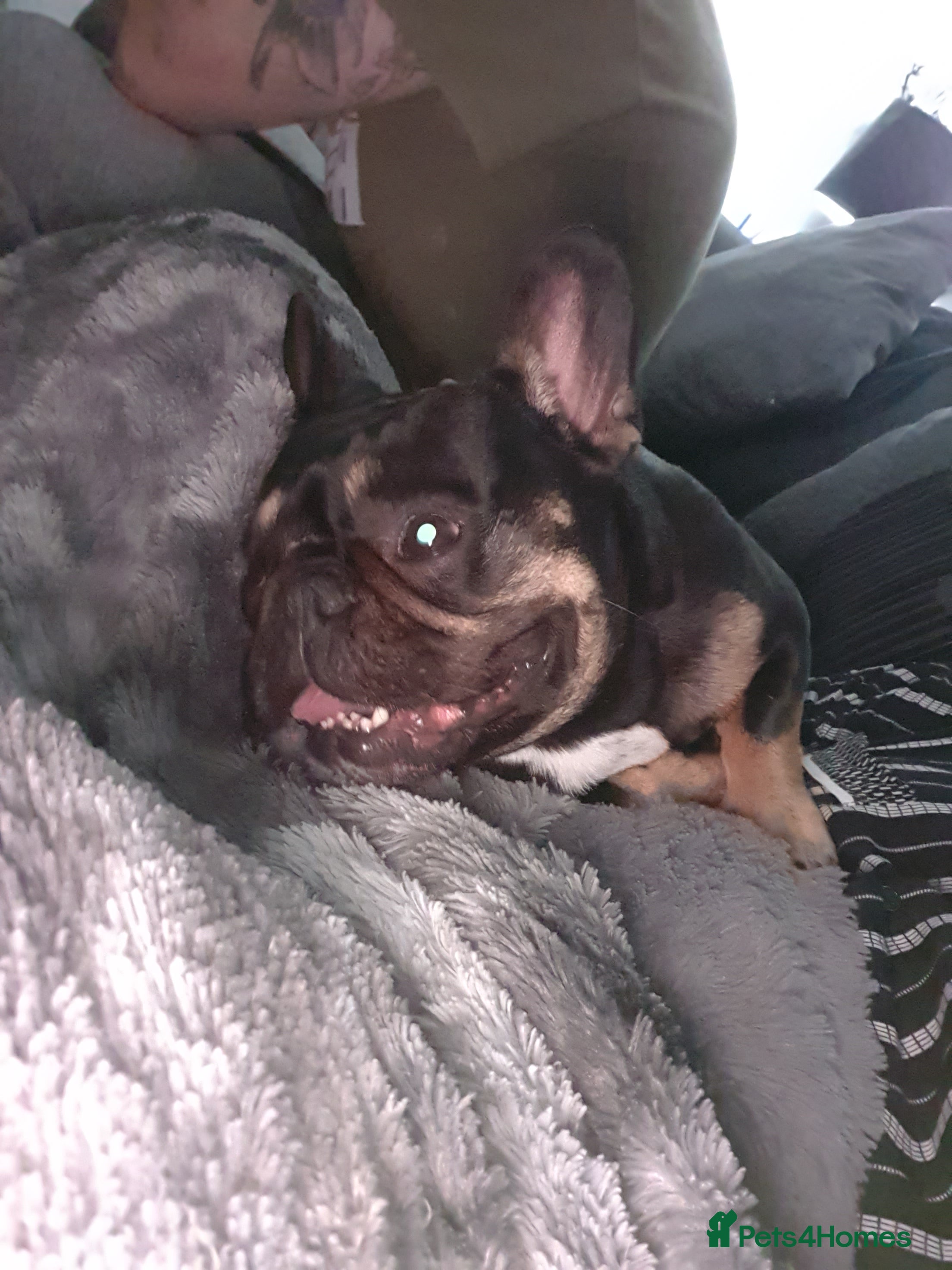 French Bulldog dogs French bulldog 6 years old - Advert 5