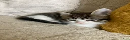 Mixed Breed cats for sale: Adorable kittens  - Advert 18