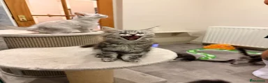 Maine Coon 1