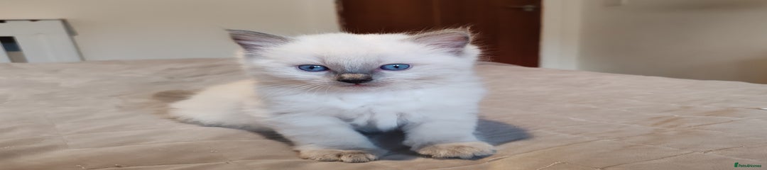Ragdoll Kitten 2
