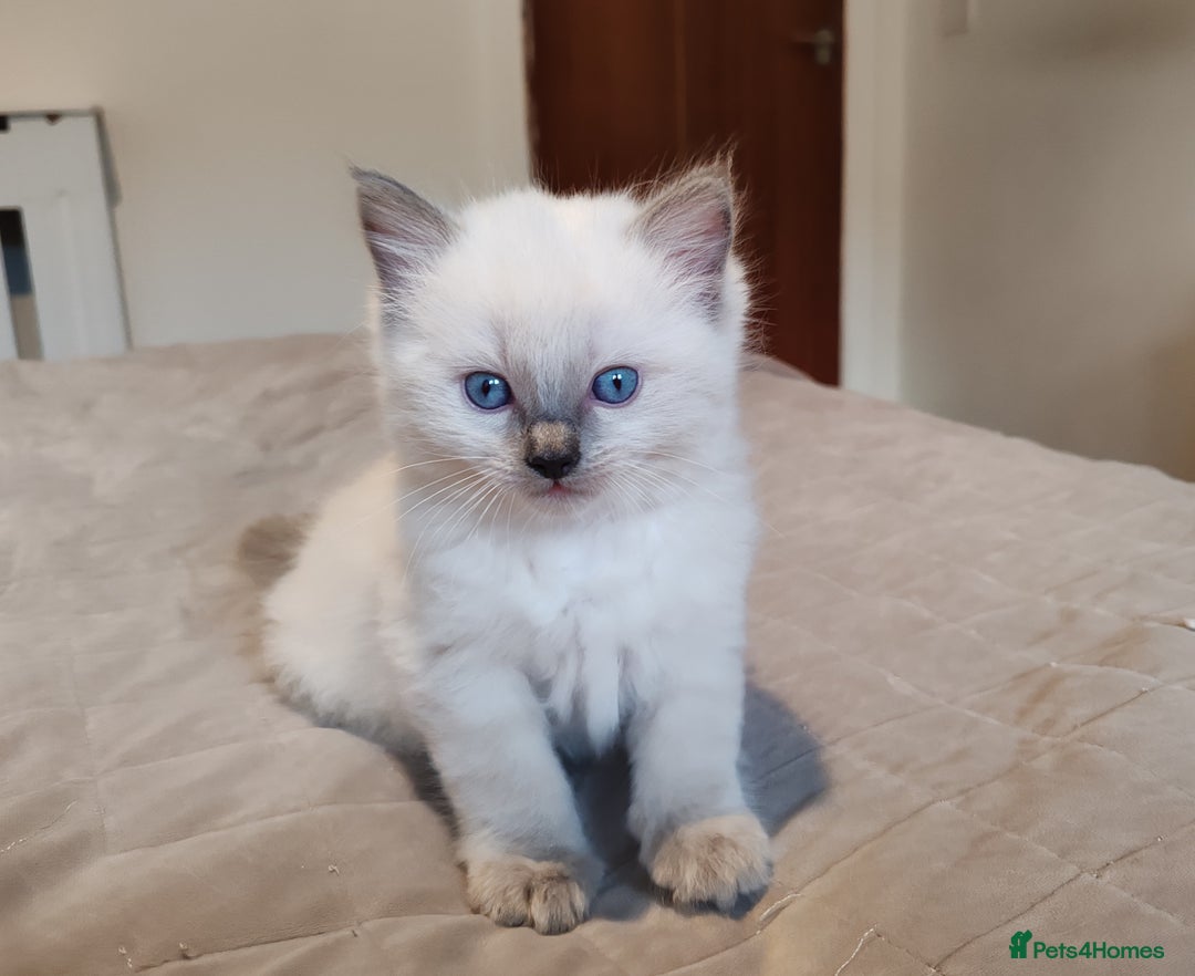 Ragdoll cats for sale: Ragdoll kittens - 1 girl & 2 boys - Image 4