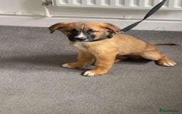 Mixed Breed dogs for sale: Belgian malinois x saint bernard - Image 2