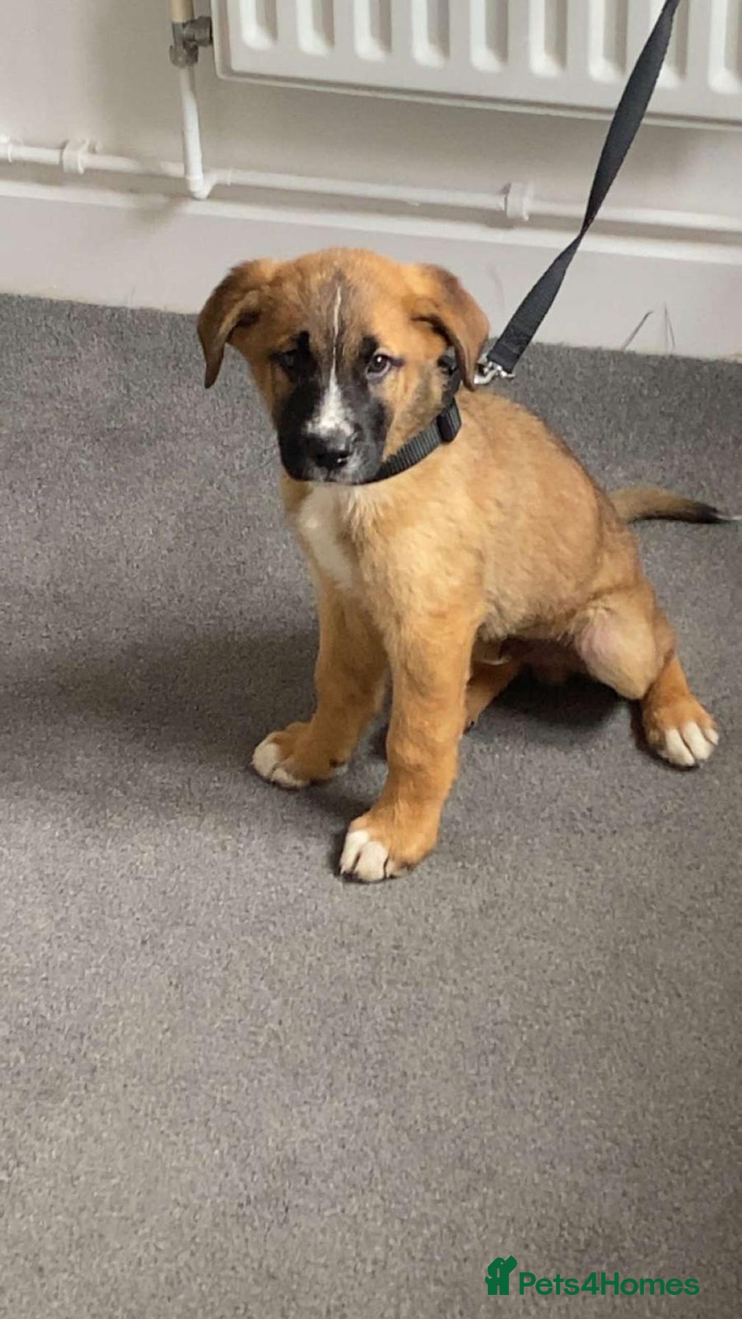 Mixed Breed dogs for sale: Belgian malinois x saint bernard - Image 2