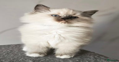 Ragdoll cats - Advert 10