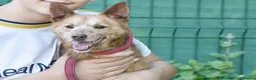 Mixed Breed dogs for adoption: Zorro in Woking - Advert 1
