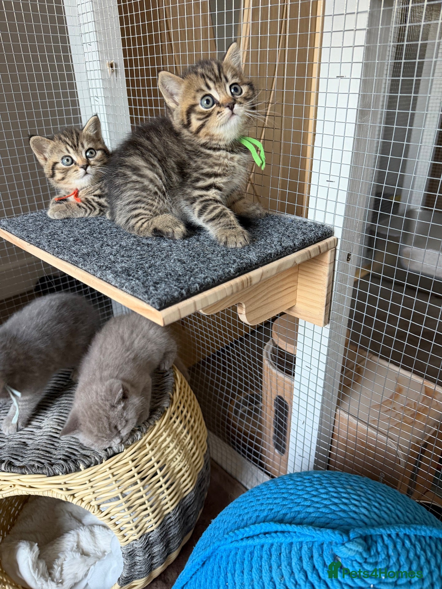 British Shorthair cats BSH chinchila Tica registered 💝💝🌟🌟🌟🌟🥇🥇🥇🥇 - Advert 1