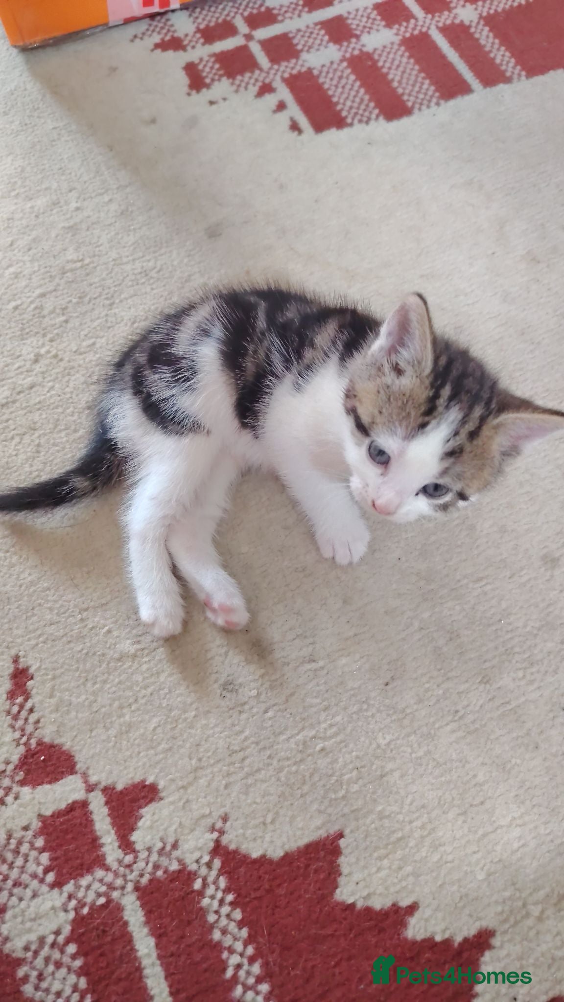 British Shorthair cats 6 Beautiful Kittens available 4 x Female 2 x Male - Advert 2