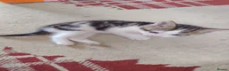 British Shorthair cats for sale: 6 Beautiful Kittens available 4 x Female 2 x Male - Advert 3