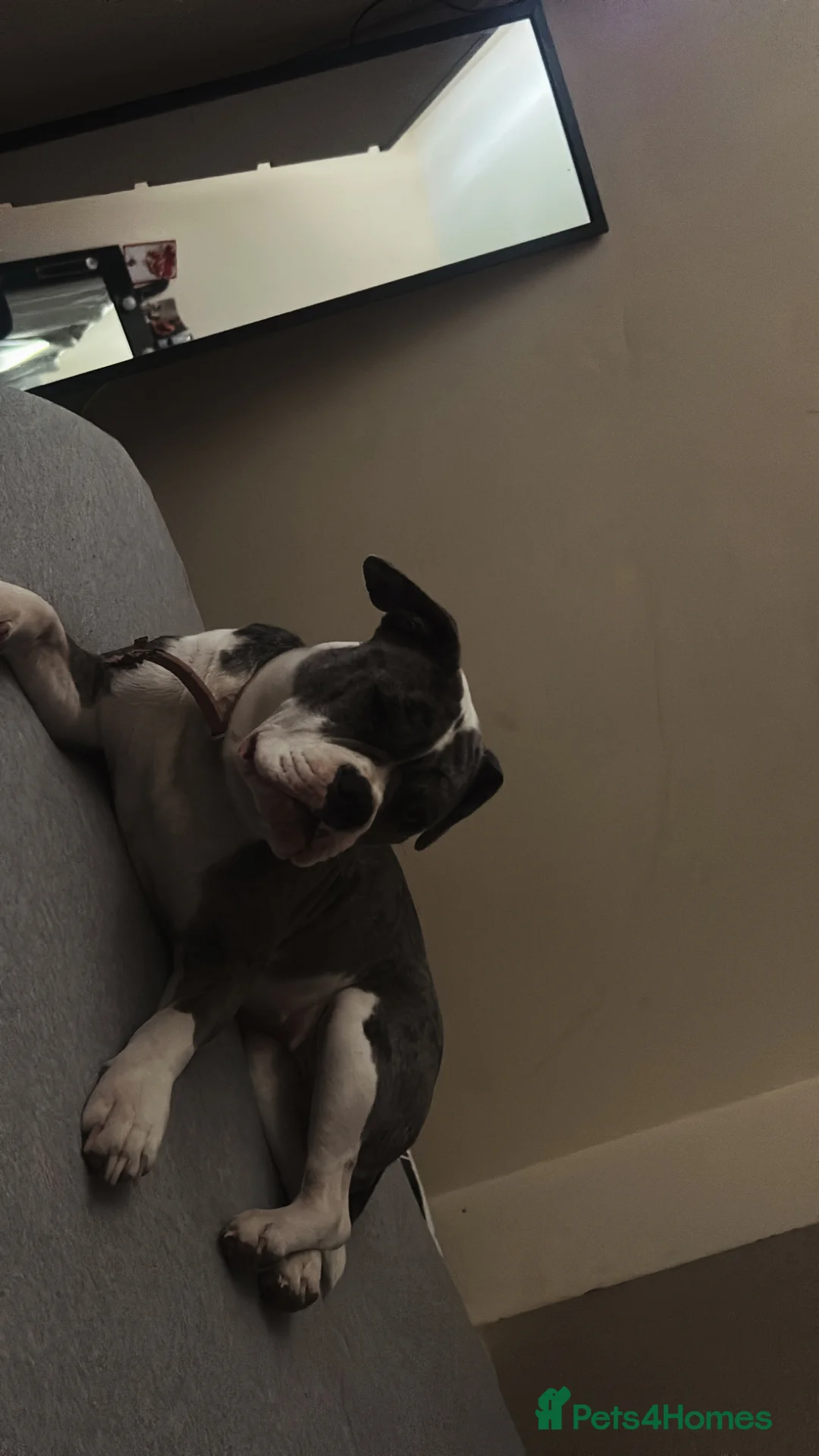 Old Tyme Bulldog dogs for sale: Old tyme bulldog girl  in Bathgate - Advert 3