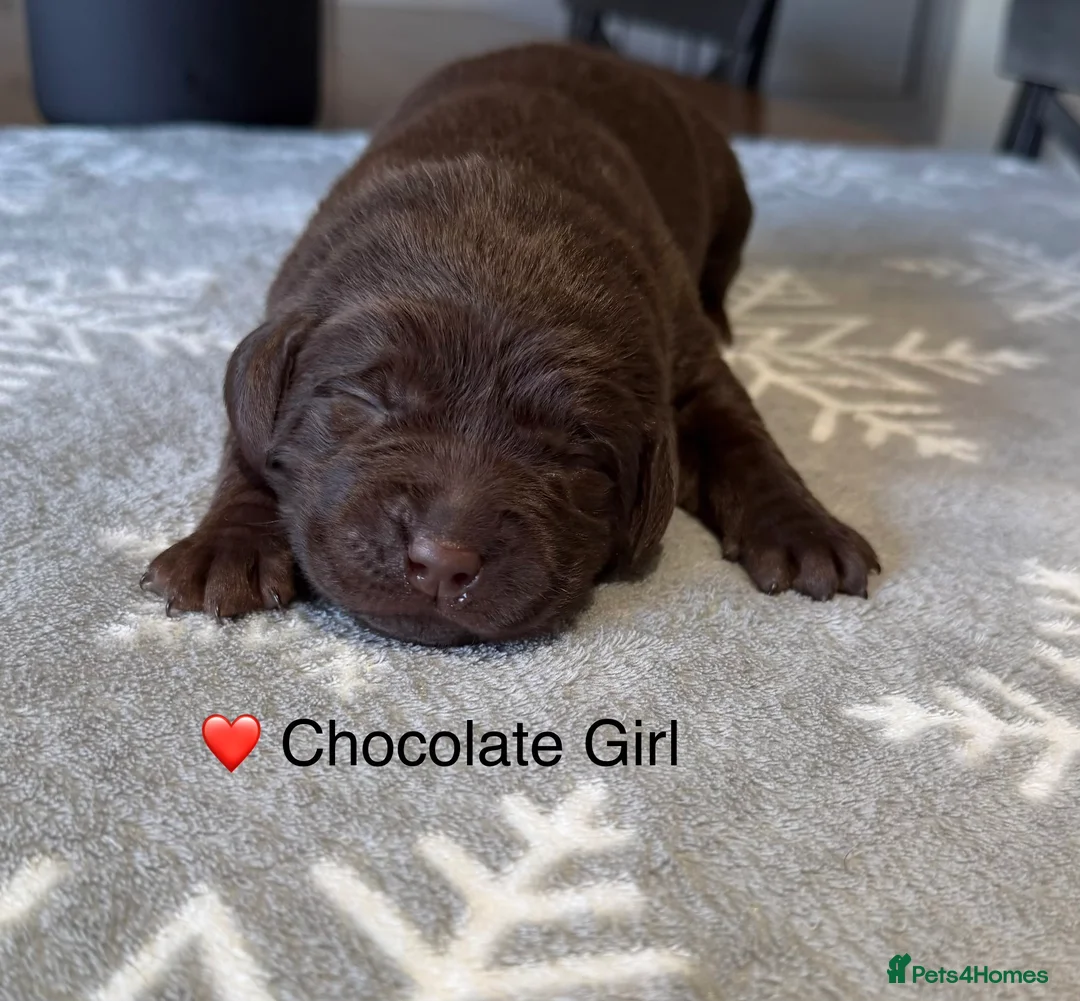 Labrador Retriever dogs for sale: Stunning Chocolate and Black Labrador pups - Advert 12