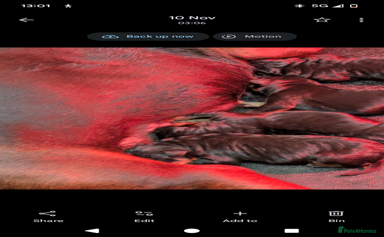 Mixed Breed dogs - Advert 2