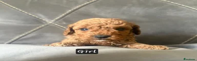 Cavapoo Puppy 3