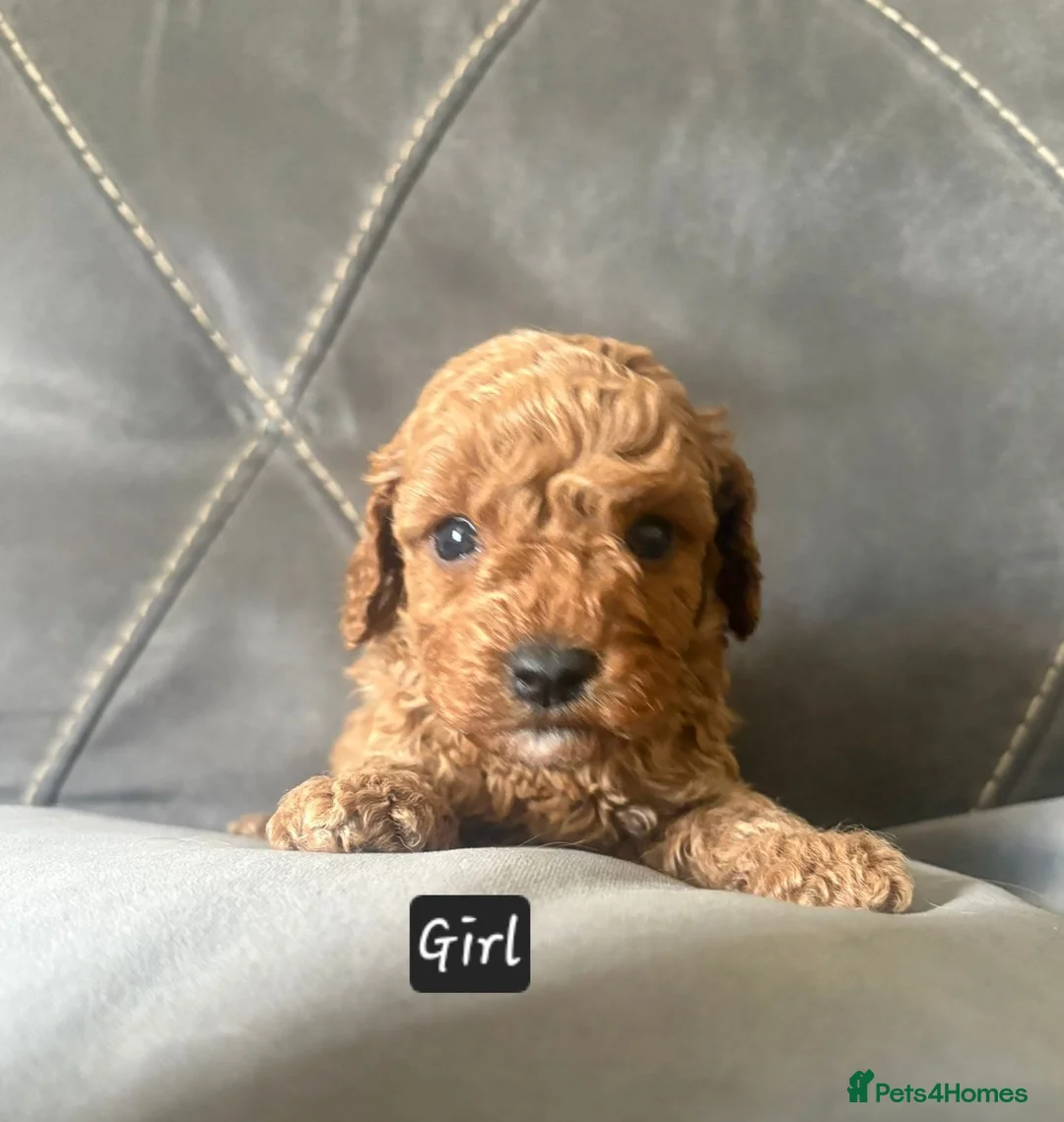 Cavapoo dogs for sale: Beautiful cavapoo puppies ready now  - Advert 15