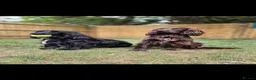 Cocker Spaniel dogs for sale: Beautiful Cocker Spaniel Pups in Southampton - Advert 5