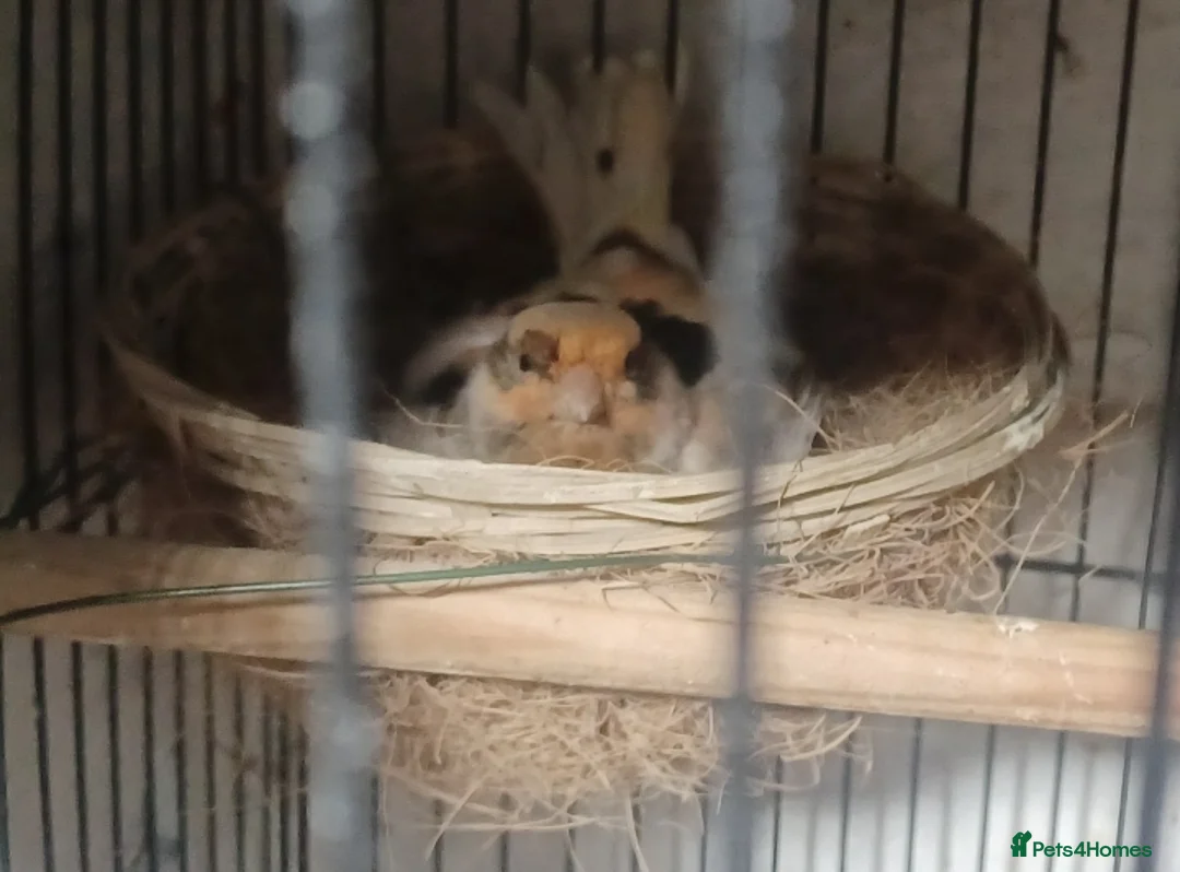 Canaries birds for sale: HARLEQUIN RED FACTOR PORTUGUESE CREASTED  - Advert 2