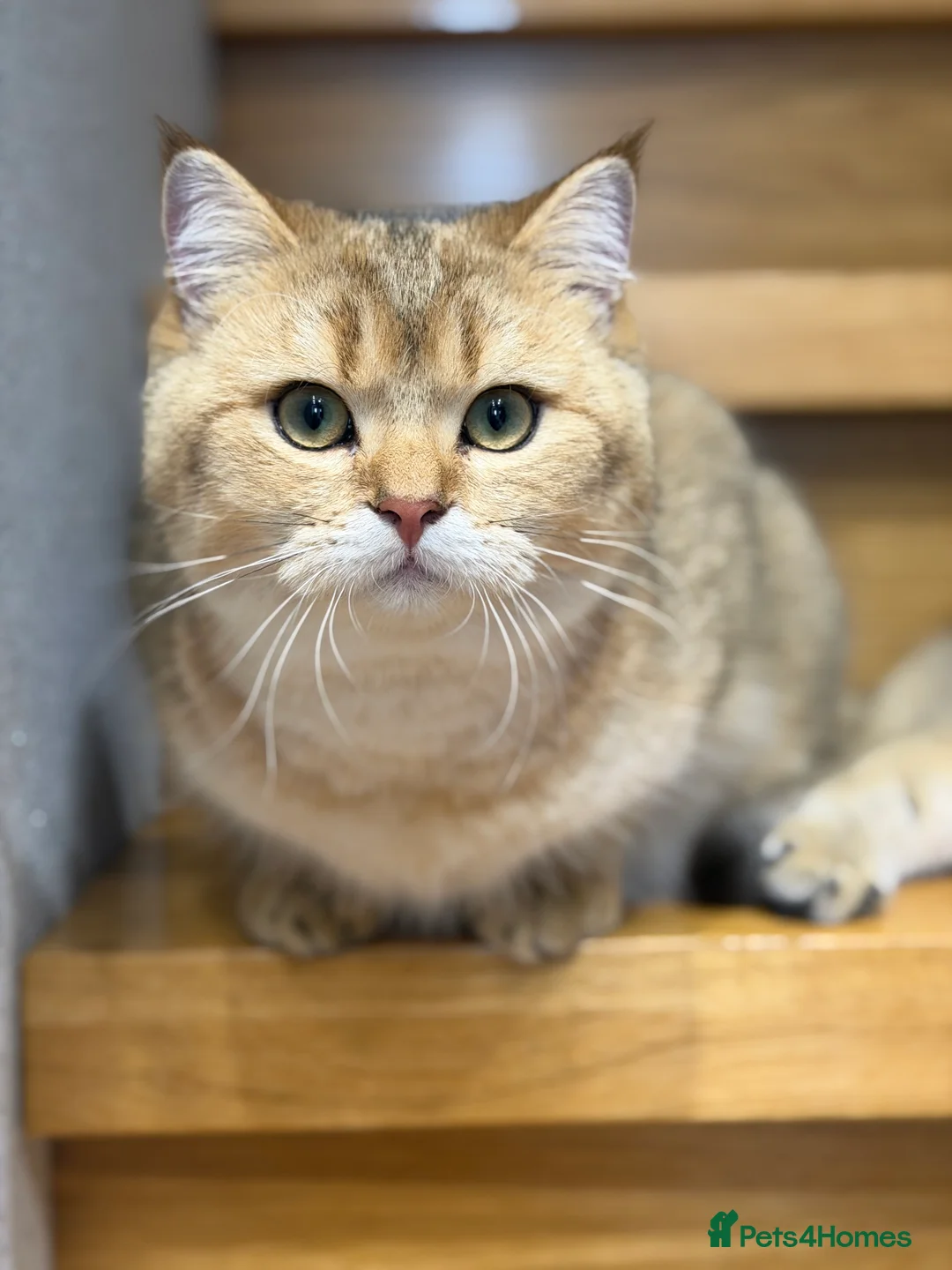 Scottish Fold cats for sale: TICA Active Golden Scottish Fold/ Straight boys - Advert 9