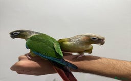 Conures birds for sale: Beautiful hand tamed conures  - Image 4