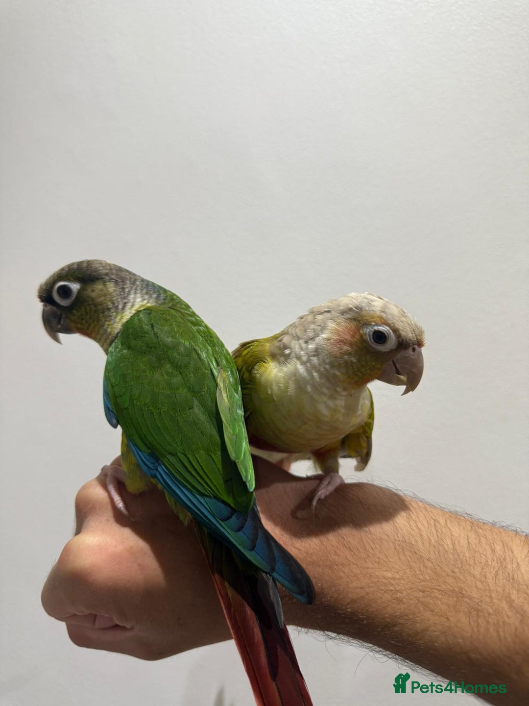Conures birds for sale: Beautiful hand tamed conures  - Image 4