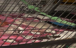 Rat rodents for sale: 3 male rats - Image 2