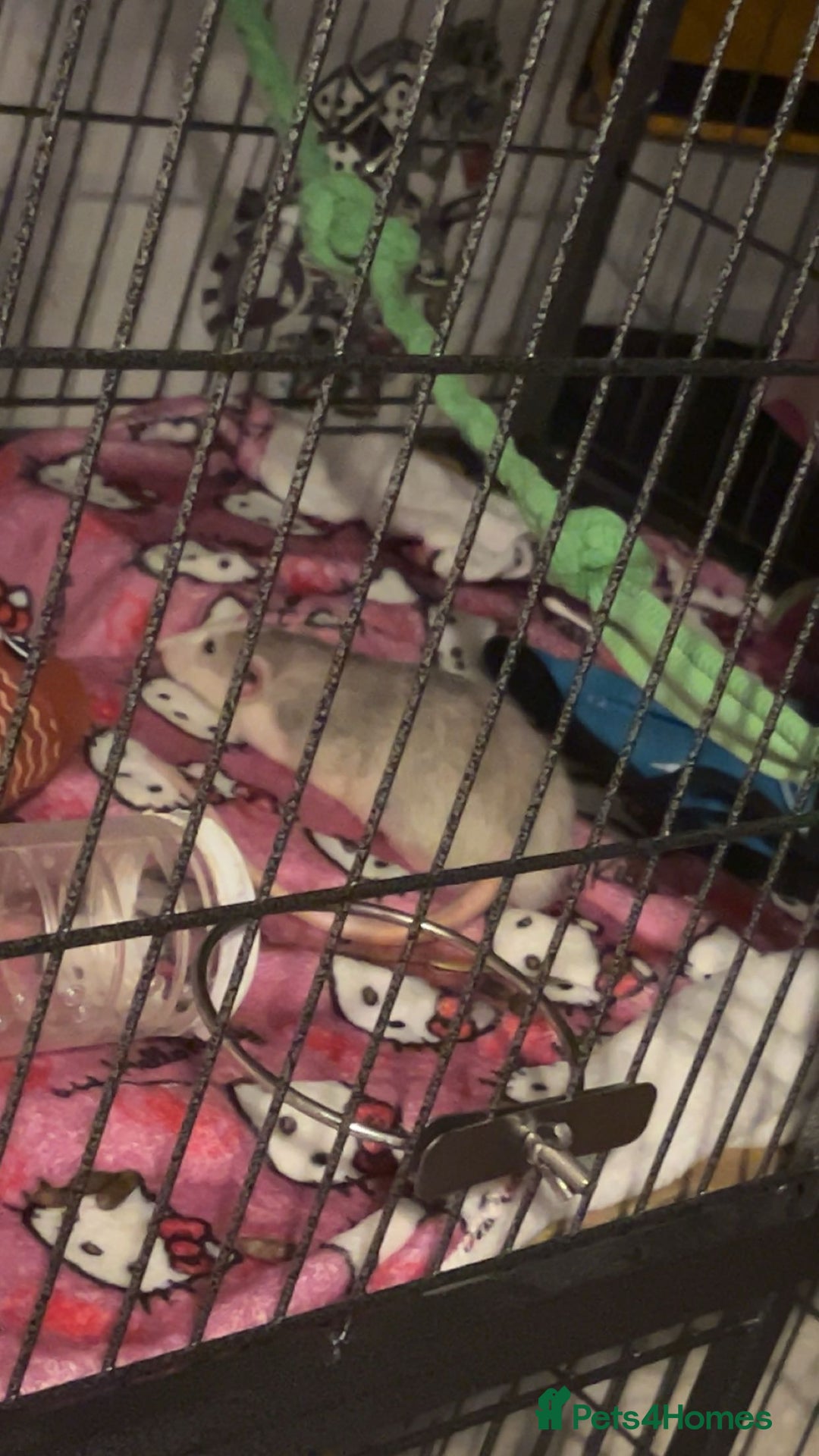 Rat rodents for sale: 3 male rats - Image 2
