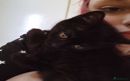 Domestic Shorthair cats for sale: Domestic kittens - Image 5