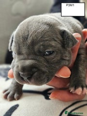 American Bully Puppy 3
