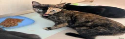 Domestic Shorthair cats for sale: Kitties to rehome with EVERYTHING INCLUDED  - Advert 13