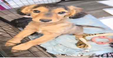 Cockapoo dogs Cockapoo Puppies Looking for Their Forever homes - Advert 5