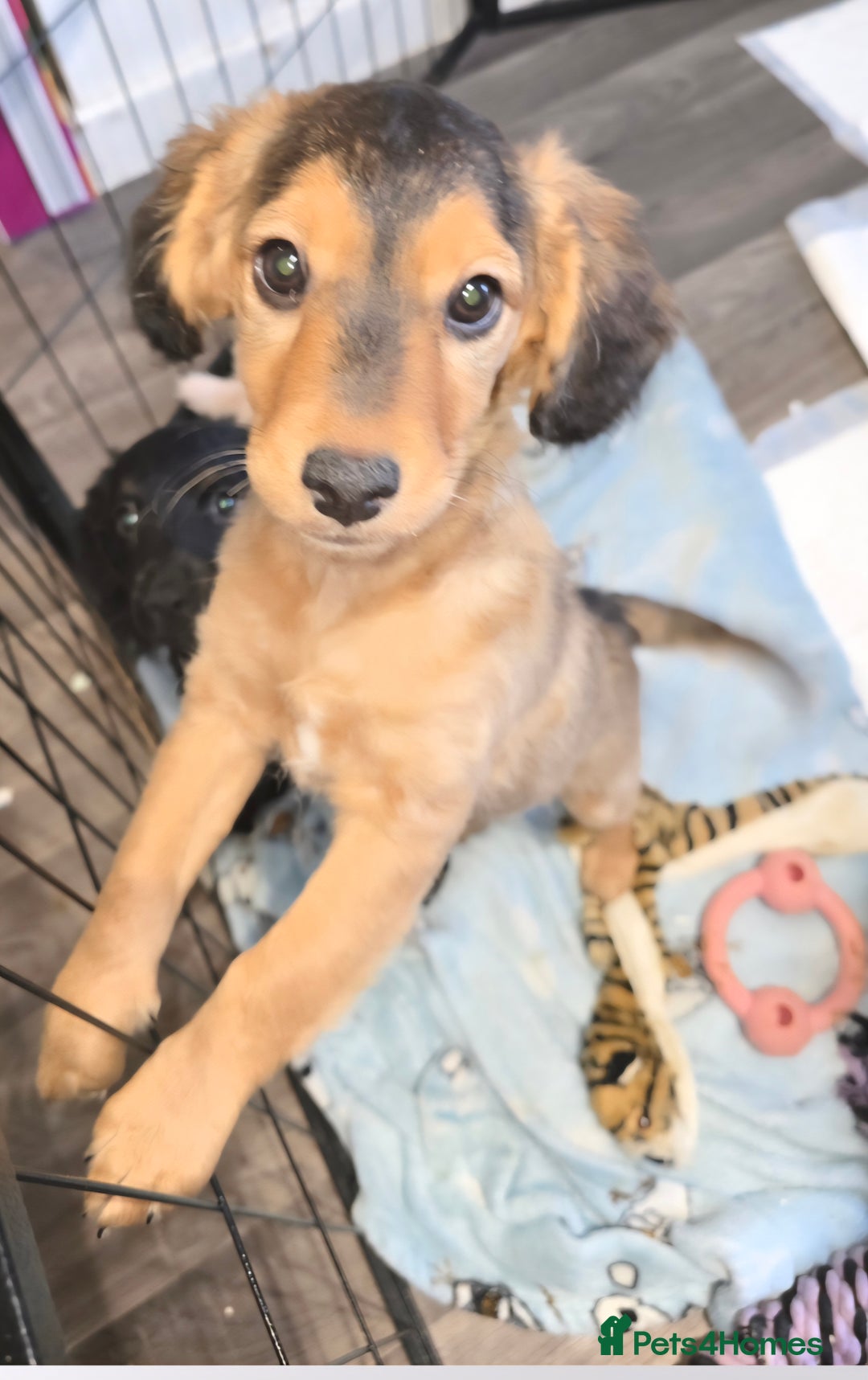 Cockapoo dogs for sale: Cockapoo Puppies Looking for Their Forever homes - Image 2