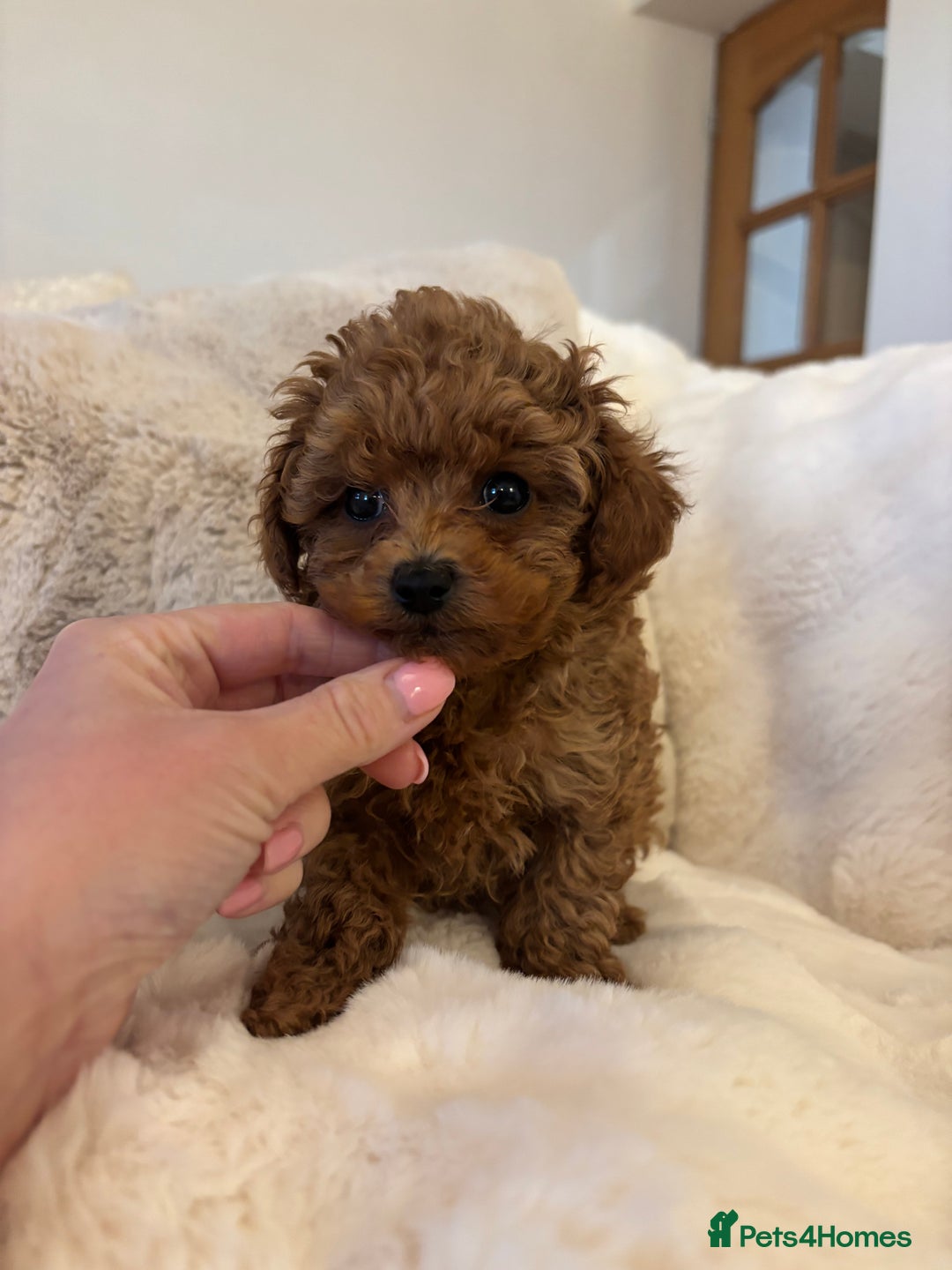 Toy Poodle dogs for sale: Asian x toy poodles available  - Advert 2