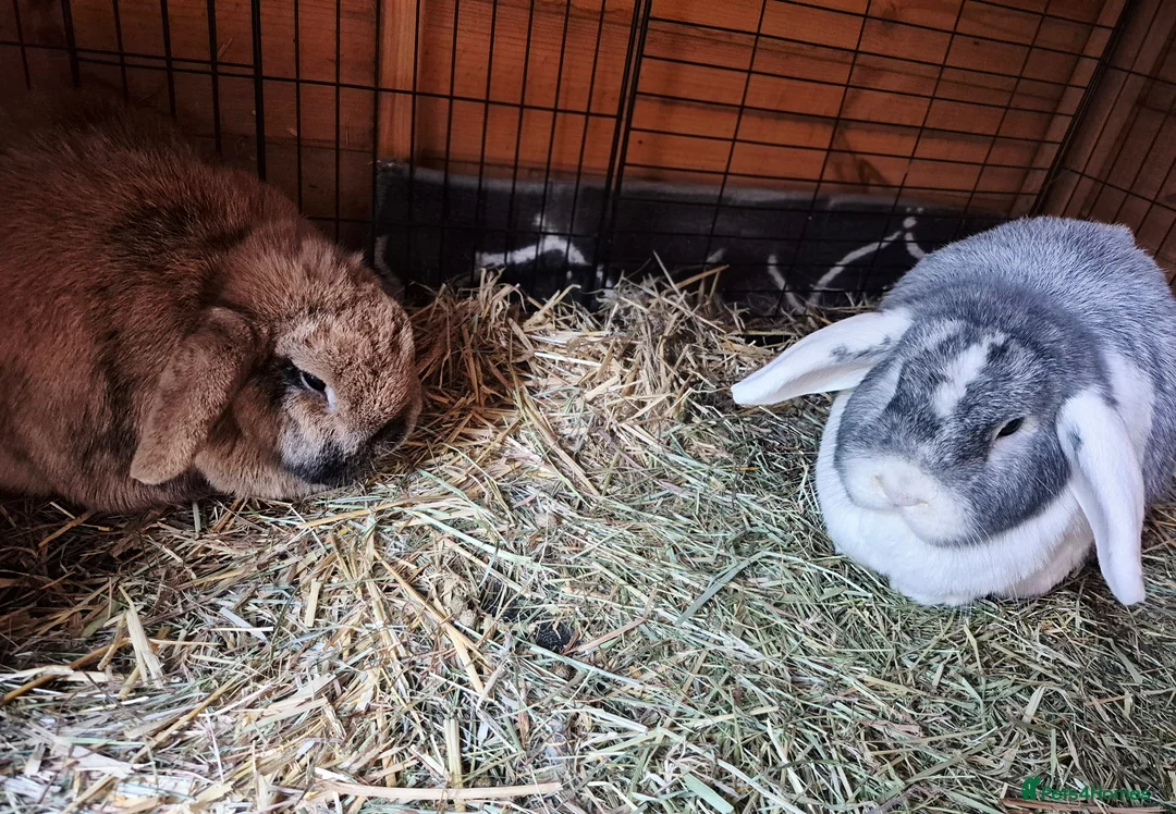 Mini Lop rabbits for sale: Bonded Pair of Lop Buns, Male/Female, Neutered - Advert 8